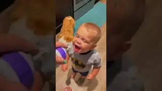 dogs being idiots part 400 #cutegolden #funny #funnypets #pets #funnyanimals #funnydogs #animals
