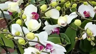 Thả hồn về với thiên nhiên,  ung dung tự tại giữa đời thường!🌹🌺💐🎄