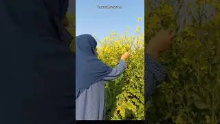 Greenery and nature #nature #lovers #village #youtube #shorts #greenery