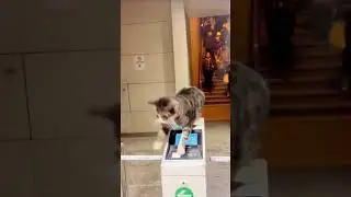 Cat on Duty: Airport Boarding Pass Check