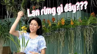 Hàng trăm loại lan rừng đặc sắc bạn có thể mua ở Sài Gòn - Chợ lan rừng đường Thành Thái