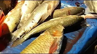 🔴 Live Fish Cutting ASMR | Fresh Fish Processing from Market | For USA & Europe Viewers