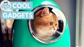 10 Useful Gadgets For Cats