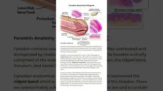 ❝Beware; it desensitizes. Research shows the most sensitive part of the penis is on the foreskin.❞