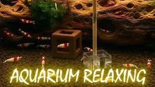 Crystal Red Shrimp Relaxation (5H) &mdash; Real Water Sounds, No Talking | Sleep, Meditation & Focus