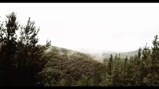 INTO THE WILD