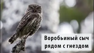 Воробьиный сыч (Glaucidium passerinum) рядом с гнездом