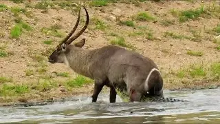 Africa&rsquo;s Toughest Antelope? Waterbuck&rsquo;s Shocking Fight Tactics!