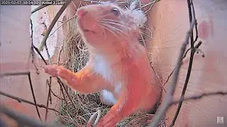 Kobelbauen ist knifflig! 😂😂😂 Red Squirrel Lilli building her nest! 🤗 Eichh&ouml;rnchen Lilli 🐿️