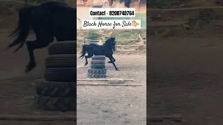 Black Stallion Horse for Sale | Horse Sale | Black Horse | Big Horse | Marwari Horse | ☎ 8208740764