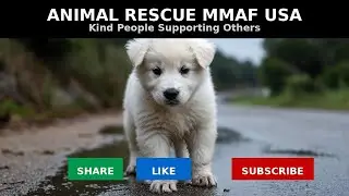 Saving an Adorable Puppy | Animal Rescue Awareness