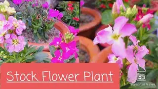 Stock Flower | स्टॉक के पौधै को ऐसे उगाये |  How to grow and Care Stock Plant and More blooming |