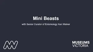 Mini Beasts in your backyard