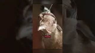 Chicken Used as Camera Stabilizer 🤯🐔