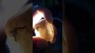 Красный алмазный камень #необработанныйалмаз #необработанный #алмаз