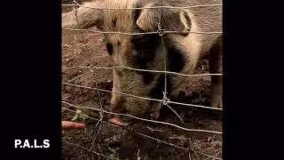 P.A.L.S Visits Cedar Row Farm Sanctuary(Pigs)