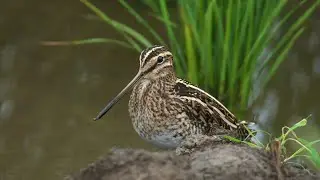 隠れているつもりの野鳥タシギ（田鴫、Common snipe）