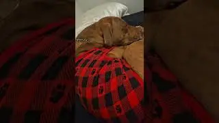 Doggo Christmas #shorts #vtuber #dog