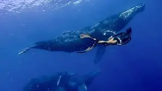 The Magic of Freediving with Humpback Whales: A Rare and Emotional Experience | The Whale Dream