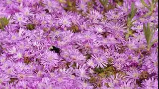 2017.05.20. Bumblebee in blooming ice plant