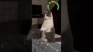 What does the cat ask for ?? |Affectionate Cats| 2021 #Shorts