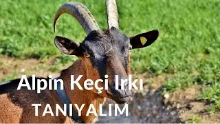 Alpin Ke&ccedil;i Irkı