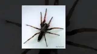 Pest Control Sydney Inner West | Bugz Pest Control