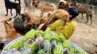 Cooking bitter melon  for dogs Ep8