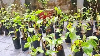 Mullappoo Krishi Arambham | Jasmine Farming Malayalam