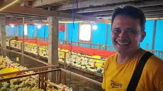 Perbedaan Kandang Rak Pakai slat ukuran 1 meter dengan 1,5 meter
