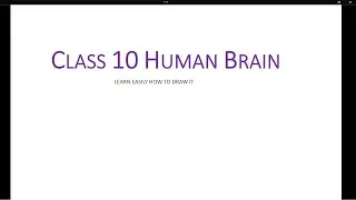 Human Brain Class 10 Learn Easily Ch Control and Coordination