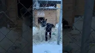 Наши четвероногие ангелы/Поможем бездомным вместе