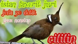 Masteran Cililin Jeda 30 detik || Isian favorit juri || Bongkar isian Cililin
