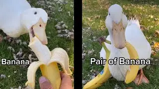 Duck don&rsquo;t trust Bananas