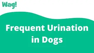 Frequent Urination in Dogs | Wag!