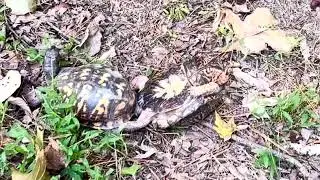 Turtles having sex