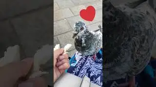 Feeding a very hungry pigeon #birdlovers #pigeon #pigeonlover #bekind #shorts #subscribe