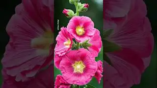 Beautiful Natural flowers🌼💚🌹🌺|aesthetic wallpaper flowers🌿 vedios#explore#nature#viral#shorts#garden