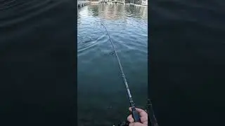 Yanking BIG SNOOK from under bridge!!