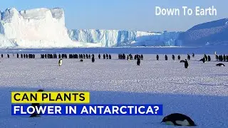 Can plants flower in Antarctica?