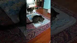 Kitty Snuffle Mat😺#cat #kitty #cute #cuteanimals #cats #catlife #tabbycat  #calicocat #snufflemat