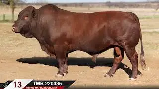 Nu-Alcade Bonsmara Group | 39th production auction on 25 September 2025