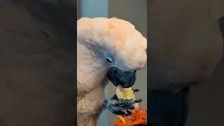 How do parrots eat?  Close-up of the tongue and beak.