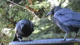 10/3/2016 Cassius Crow on arbor joins Woody already at the feeder