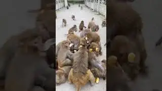 bandar mama#dawat #bandarmama #banadar #monkey