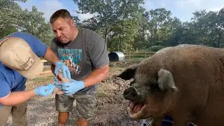 Momma Pig LOST IT When We Castrated Her Babies!!