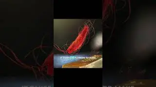 5 Shocking Spice Facts That Will Blow Your Mind! 🤯 | Ancient Uses, Health Benefits & More!