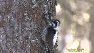TRET&Aring;IG HACKSPETT Three-toed Woodpecker  (Picoides tridactylus)  Klipp - 1147