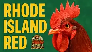 RHODE ISLAND RED PADR&Atilde;O AMERICANO:A RA&Ccedil;A PERFEITA PARA QUEM QUER GANAHR COM GALINHAS #rhodeislandred