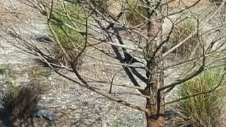 Songbird Chirps in Tree & Turns Around at Solary Park! Oviedo, Florida
